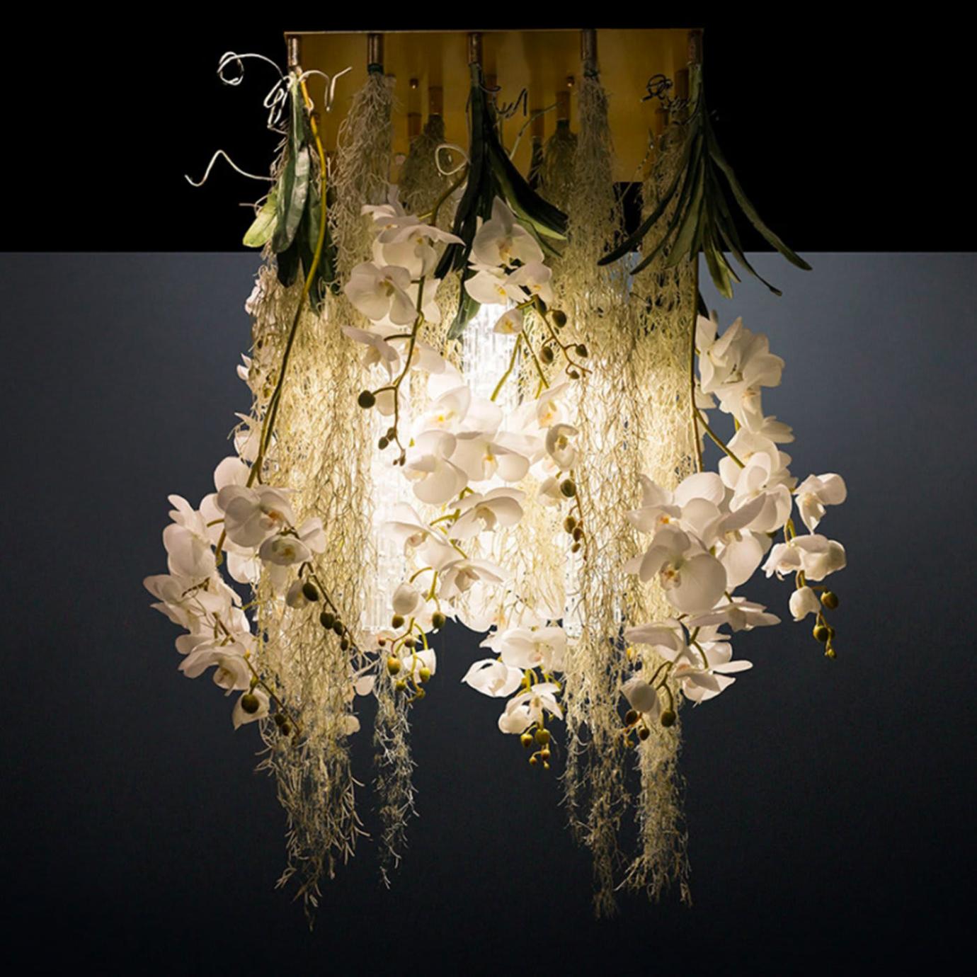 Phalaenopsis Chandelier