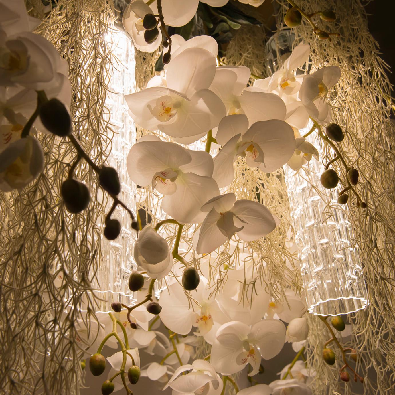 Phalaenopsis Chandelier