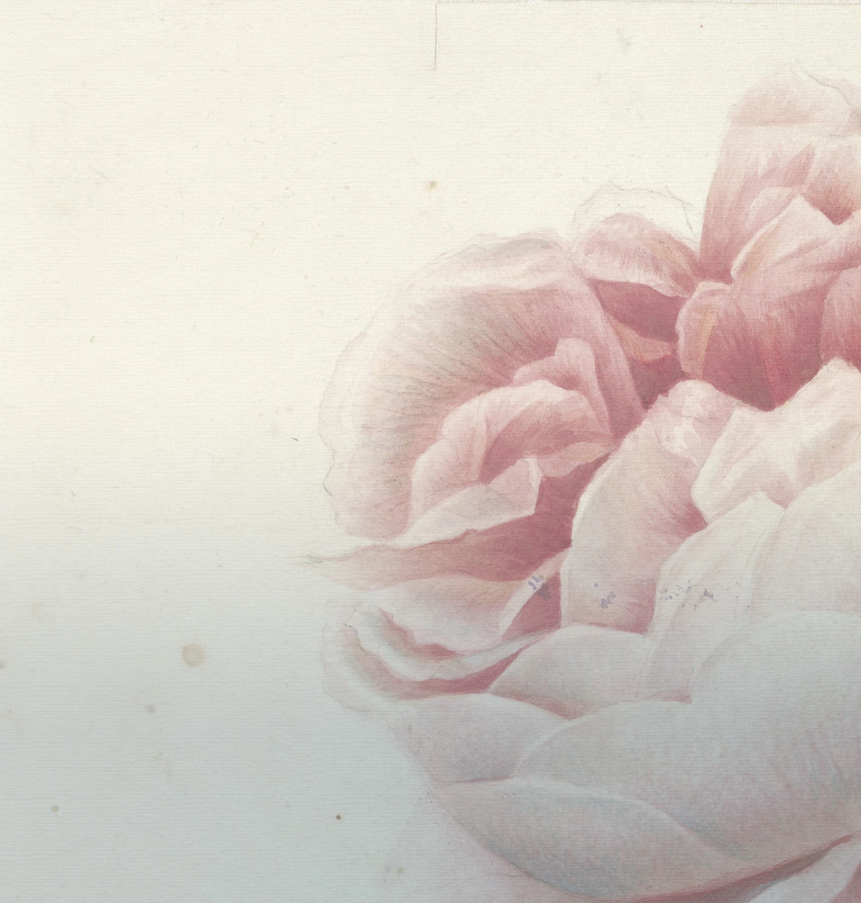 Romantic Flowers Wallpaper