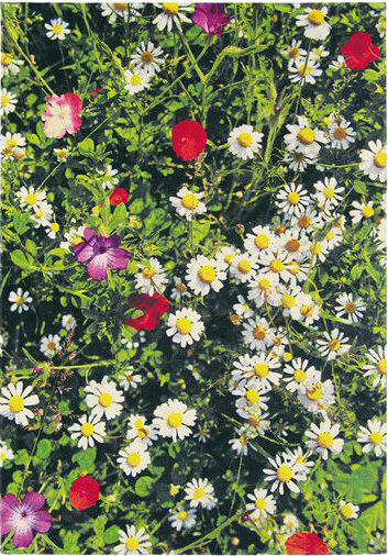 Kaleidoscope Botanic Rug ☞ Size: 200 x 280 cm