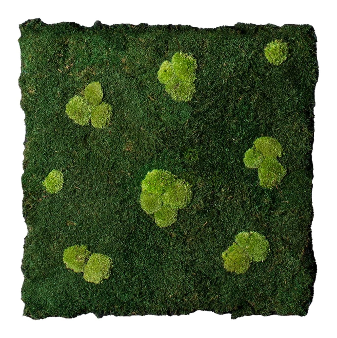 Flatmoss & Polemoss Wall Composition