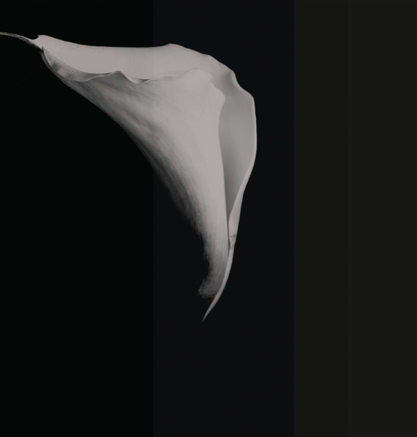 Calla Wallpaper
