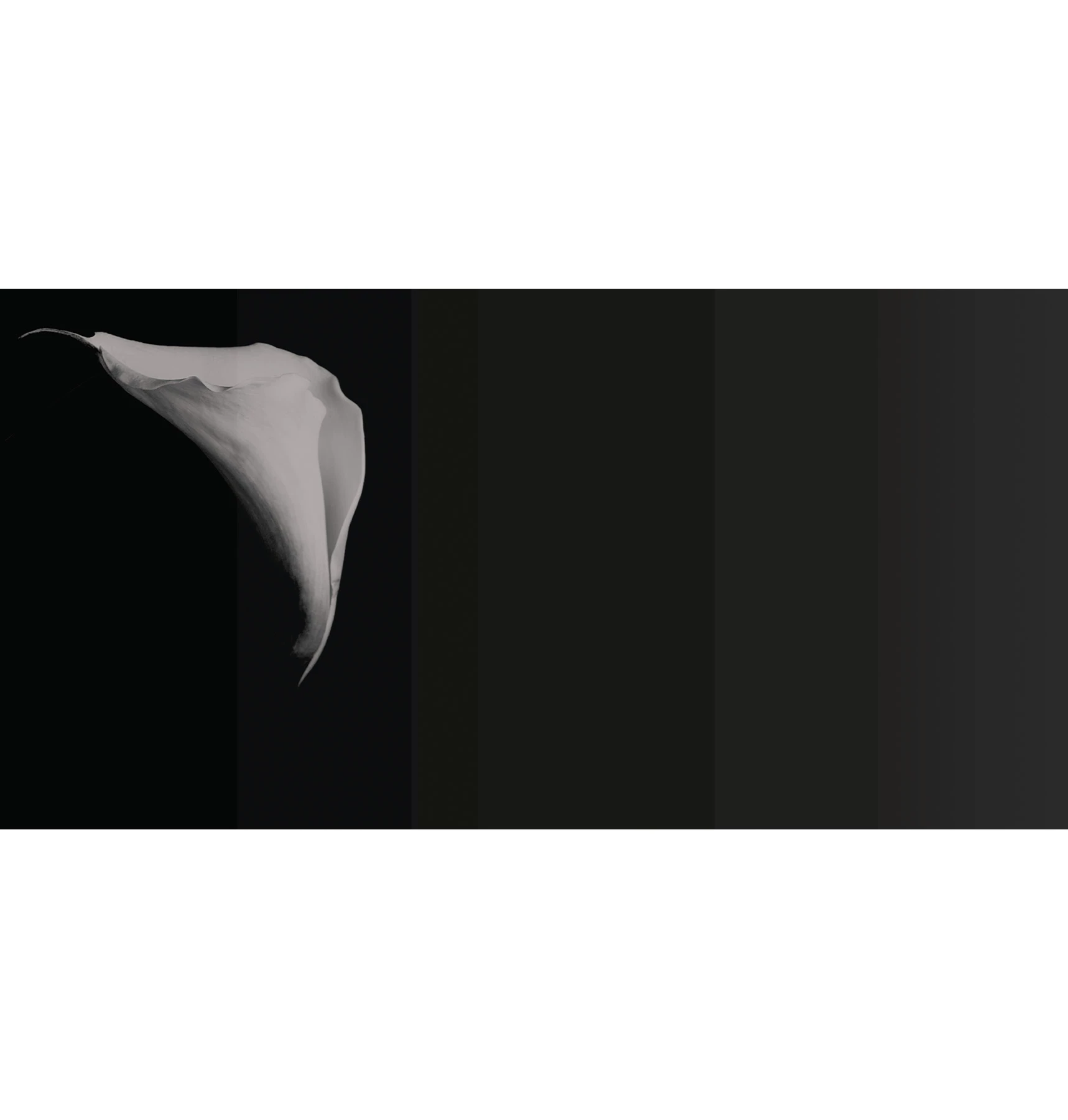 Calla Wallpaper