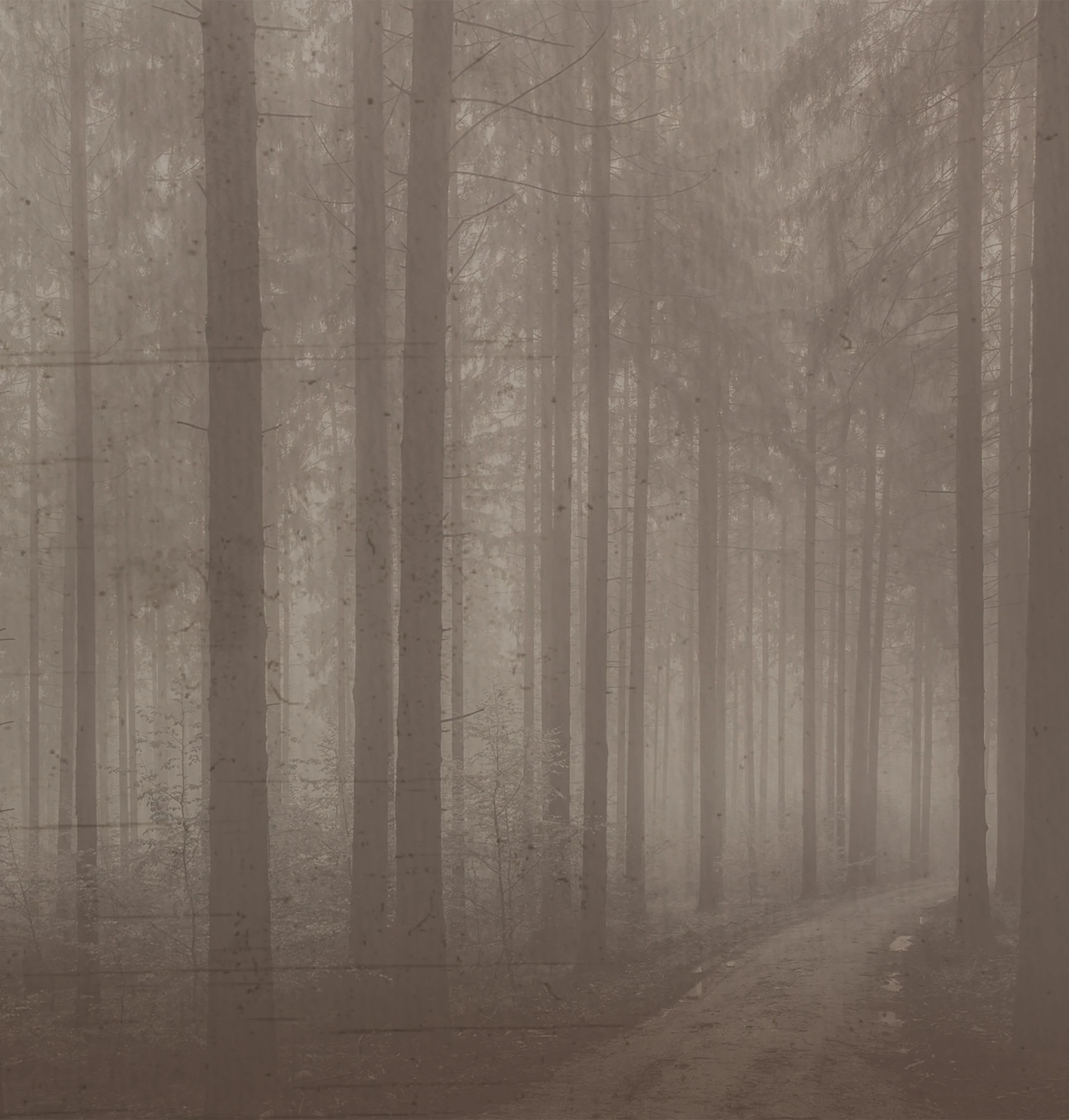 Night Forest Wallpaper