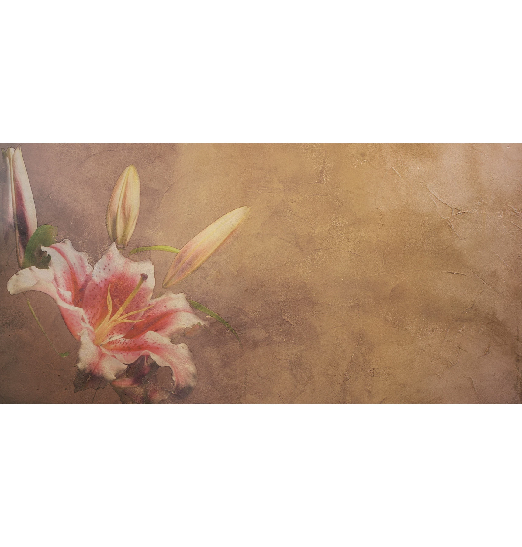 Amaryllis Wallpaper
