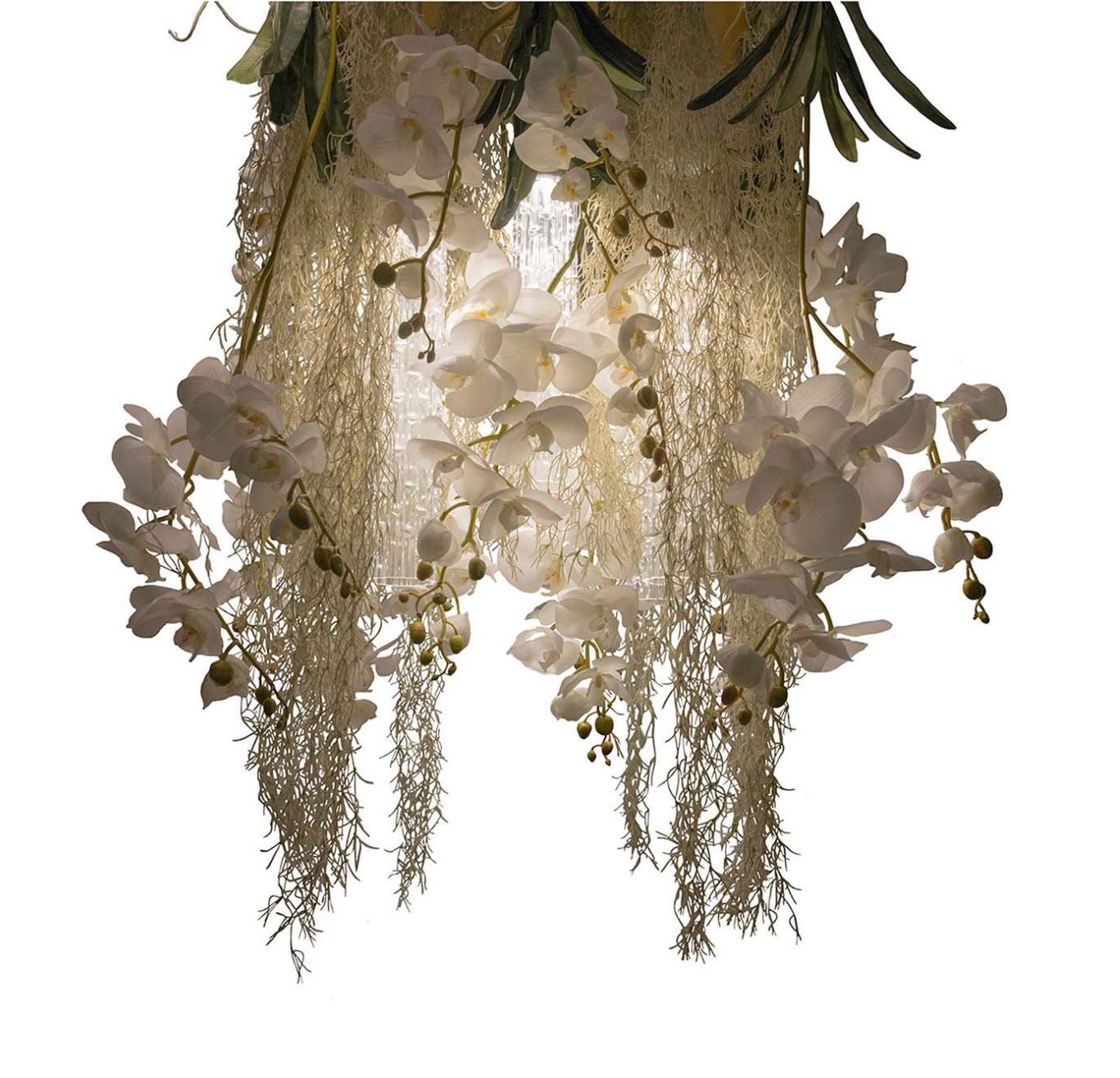 Phalaenopsis Chandelier