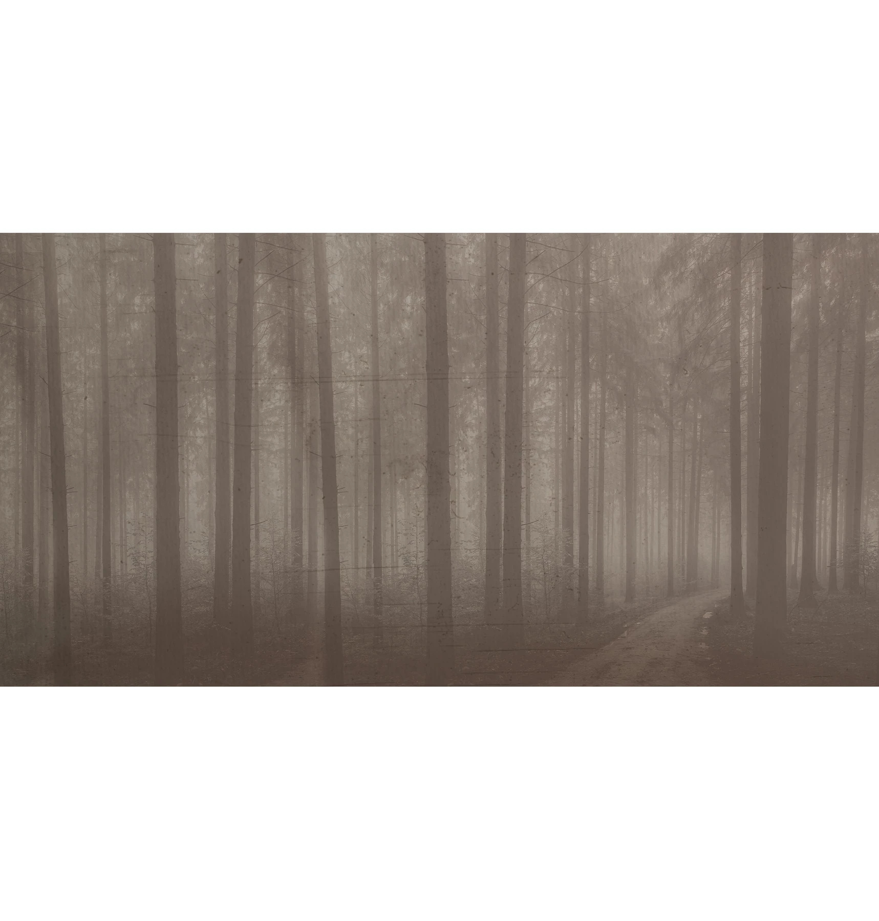 Night Forest Wallpaper
