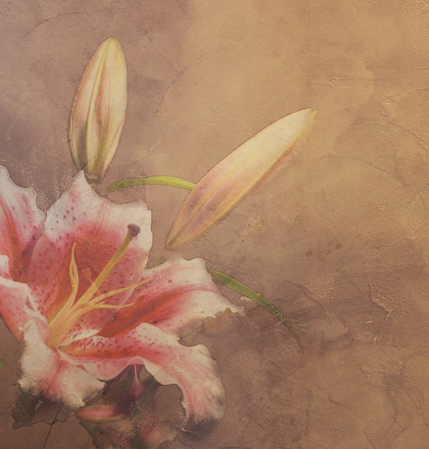 Amaryllis Wallpaper