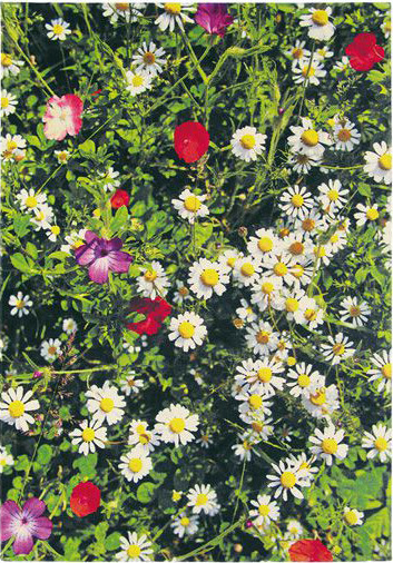 Kaleidoscope Botanic Premium Rug | Size: 5' 7