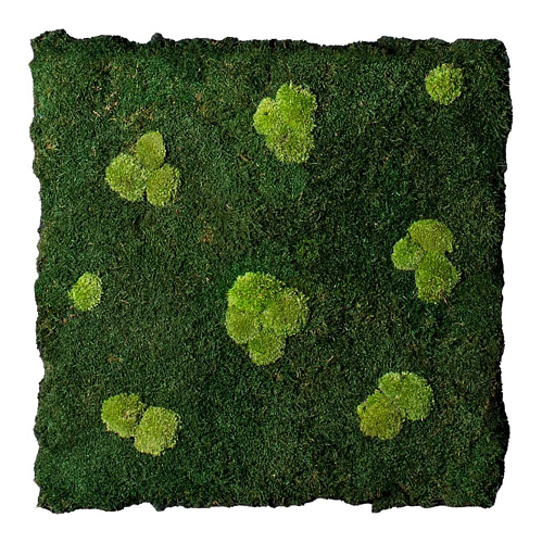 Flatmoss & Polemoss Wall Composition