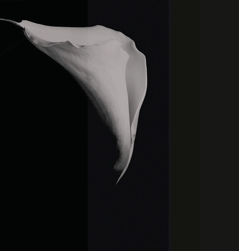 Calla Wallpaper