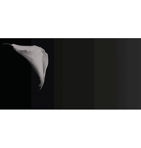 Calla Wallpaper
