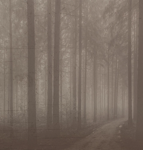 Night Forest Wallpaper