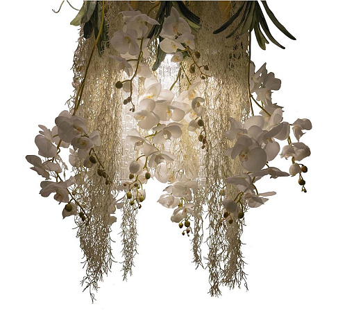 Phalaenopsis Chandelier