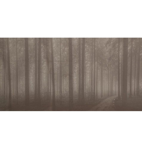 Night Forest Wallpaper