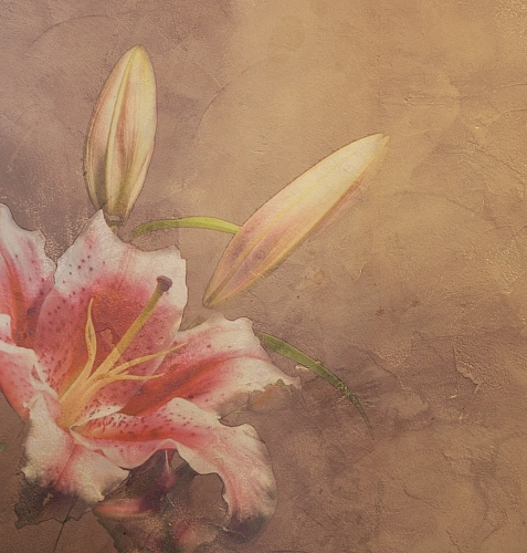 Amaryllis Wallpaper